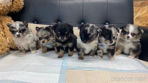 成約済の兵庫県のポメチワ:ポメラニアン×チワワ-348615の5枚目